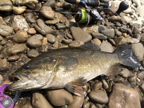 jrnw5kg5xijuhea2vsju_480_480-4c0096e3.jpg