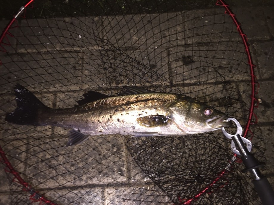 釣りは最高のリフレッシュ 釣ったシーバスを食べてみた