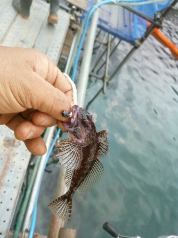 jt2vg4gbjgdbayou43cv_690_920-85c92a6e.jpg