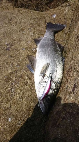 jtf9tisc4kk4sbats2ui_480_480-e6bb3df2.jpg