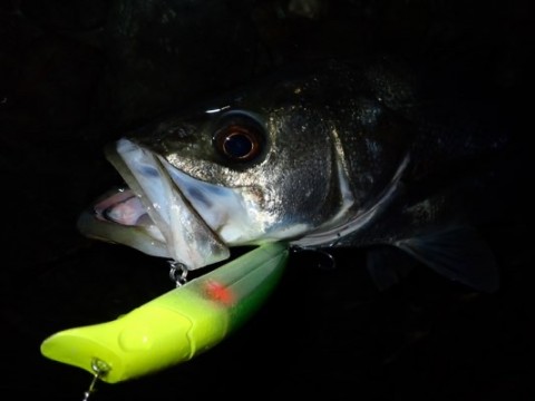 jts7nir3zwfj5v849o7y_480_360-42eebf88.jpg