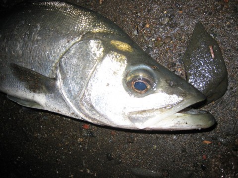 jua2x7m7jc69wjnkcytm_480_480-3aa9377c.jpg