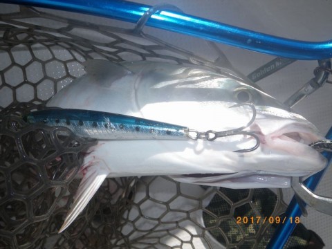 juneacxskhyifx6didc7_480_480-23044157.jpg