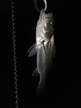 juv5ectoap3nzbmamzz4_361_480-5f64f078.jpg