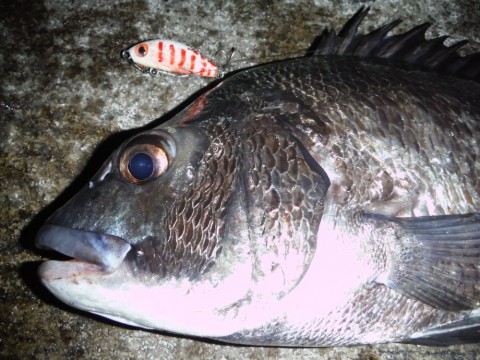 juzehwwdko66p5p9wz55_480_480-21c2f151.jpg