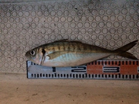 jw7ha6pivjaxdz4arggy_480_480-2f0c0284.jpg