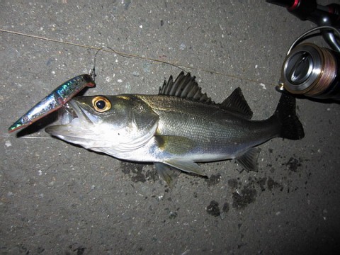 jw9s9yfnmapudthsccyh_480_480-83f4be76.jpg