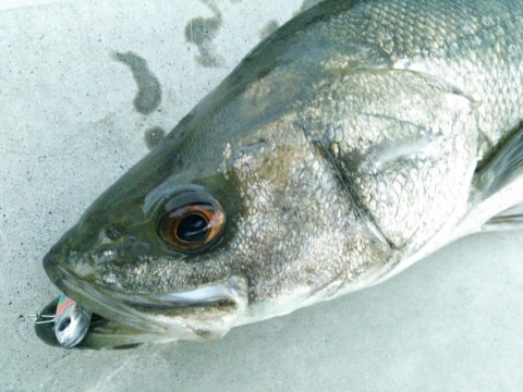 jwe5oujs29fzan4ai2mu_920_690-73914f07.jpg