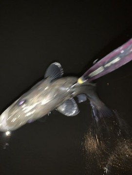 jx9e5xutzps5xpf3oxjj_361_480-8e3fb7a8.jpg