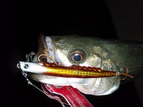 jy8poi4zjyhum38j7psm_480_480-c6ae586a.jpg