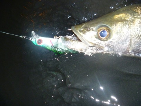 jyk2duw37vsewkc5cdc5_480_480-6f0ccca7.jpg
