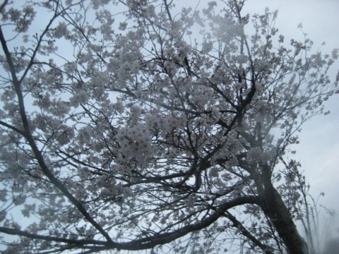 jyv2eccyhkvfgjif4nfe_920_690-5a656025.jpg