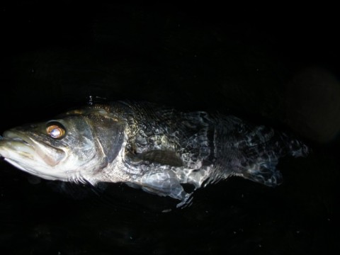 jz78teffivv6gjnn7fin_480_480-8f12c48f.jpg