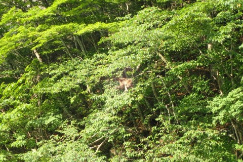 k27wfbyjswjynwibywpc_480_480-e446a19a.jpg