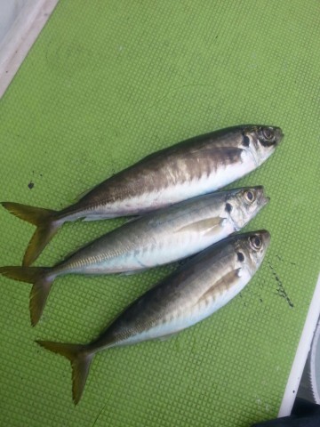 k2fgv243ujf7mv69557t_690_920-baaba8ef.jpg