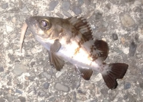 メバル15センチ