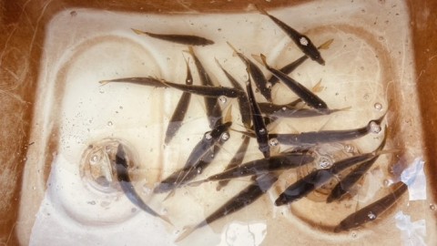 k2skkszbu7urs6rsruum_480_270-e6974c9b.jpg