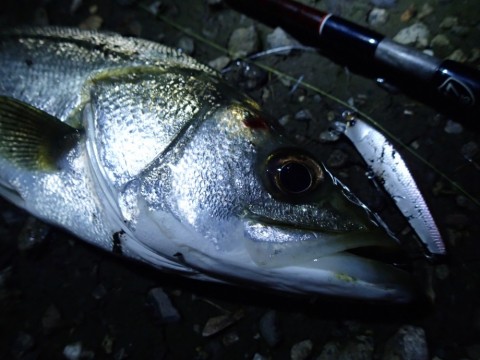 k325zspp4gv9szusxc95_480_480-6ac9b981.jpg