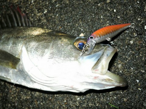 k387nasi5tcyuis27u3g_480_480-e559ef73.jpg