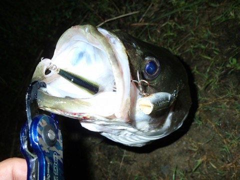 k3nifrsbbmizdebvmm64_480_480-c1149913.jpg