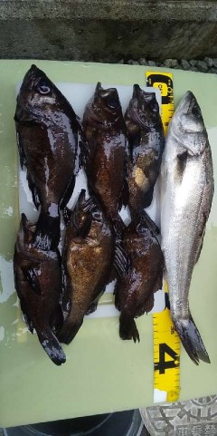 k3xrw7yum5rdnfitwoam_480_480-f0eca44a.jpg