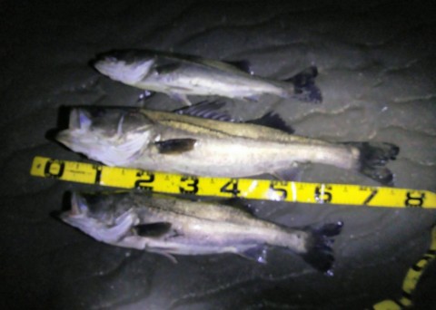 k44bpbvx4caow9kzz9di_480_480-90fe31e0.jpg