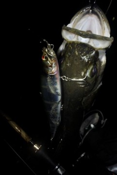 k45boyix4br9ybnc5ceo_321_480-14340849.jpg