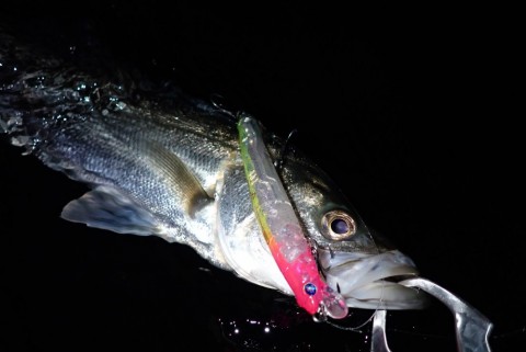k45bt9u8v2ynzm3agtfk_480_480-9d2d8ecb.jpg