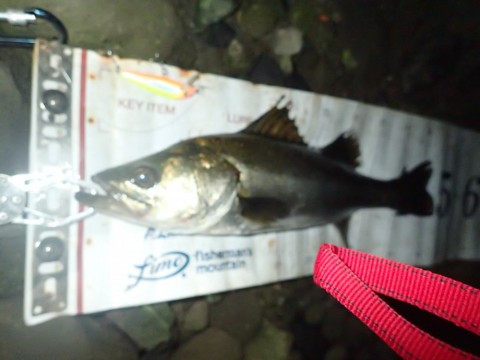 k47hyupmv9gv6r7m2ady_480_480-bfacd701.jpg