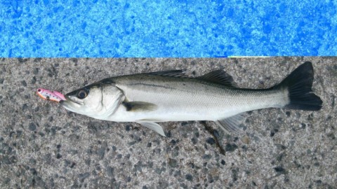 k48uguk4kuhec7hz225d_480_480-efc2d4b4.jpg