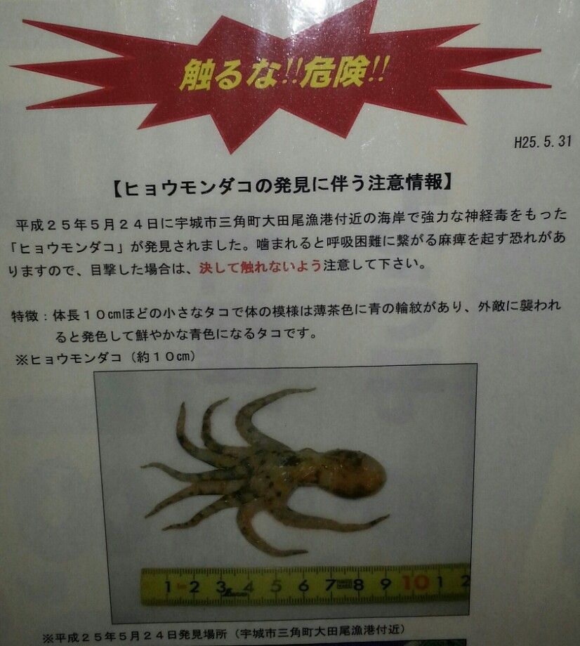 釣りログ 危険なタコ