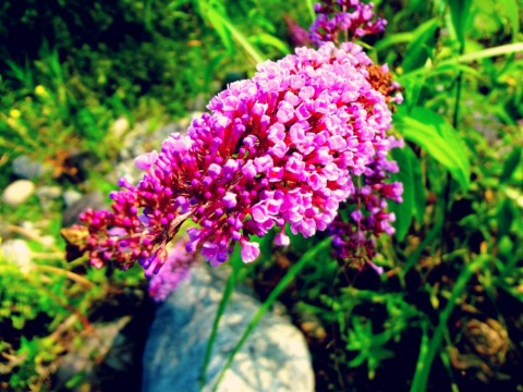 k4s5gky2kckvj6fb9948_480_480-7c6d635f.jpg