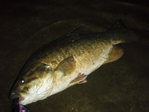 k4swu3jgwymeu6vy7gjn_480_480-ee799c87.jpg