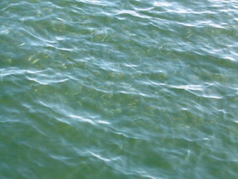 k4uuwaecw756ejmh9r98_480_480-ca1c08dd.jpg