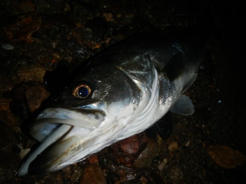 k4vkgr94k8gm9ewwo6og_480_480-f20ed18f.jpg