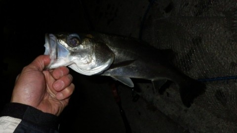 k573doawwnj2s3y82gfz_480_480-0714a29a.jpg