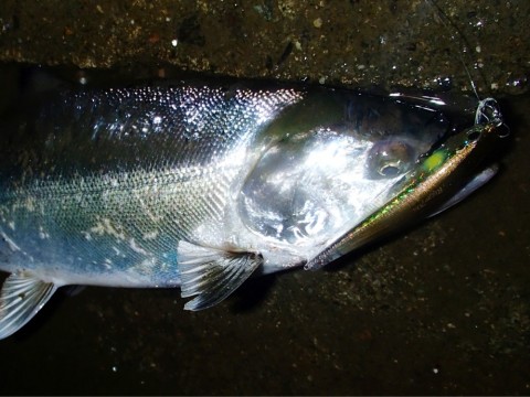 k5sractwuujofzfea2bk_920_690-52f8b1f7.jpg
