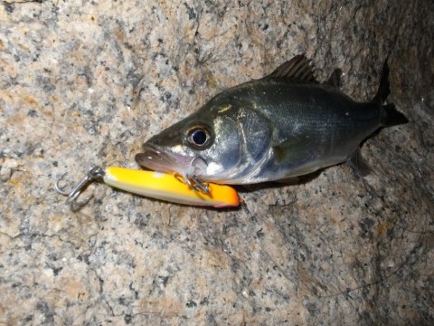 k6sxdaac38mporpaoama_480_480-35980017.jpg