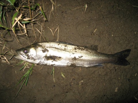 k6uxbu9ddxk4fufg3tmw_480_480-7c31c592.jpg