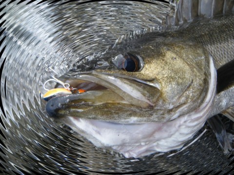 k7h86yfwfg4xre9cmg6b_480_480-fc316f23.jpg
