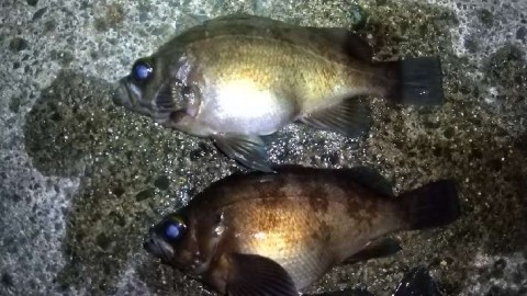 k988y9s5onhiffzhrocw_480_480-69a052e8.jpg