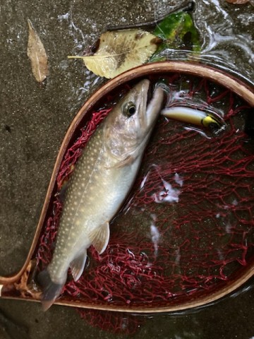 kacoxh2n47zbvrub9v8u_480_480-b6748d26.jpg