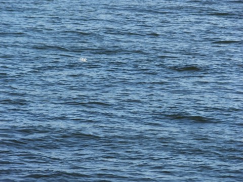 kajnejfw9rbuyvjvxwy4_480_480-c33476a4.jpg