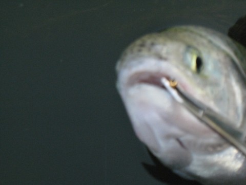 kawdszadxguguxy6a6vw_480_480-6264f175.jpg