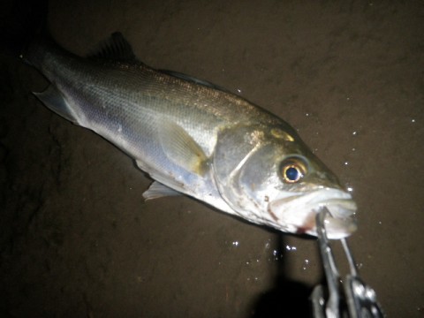 kbg9xtckh3wcswkatjxt_480_480-7b0f2228.jpg