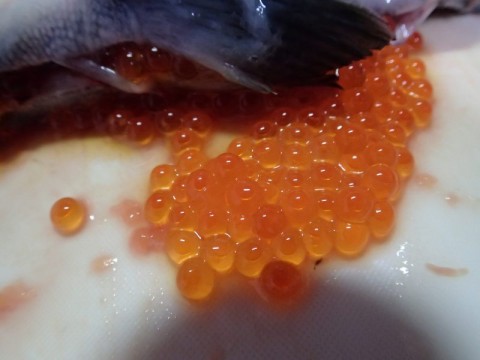 kbibd37cyb8c4x6gczy8_480_480-e22cd023.jpg