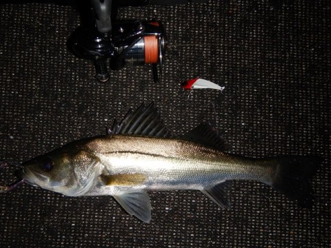 kbsk7zpvp5rn6o53nd2k_480_480-dc178777.jpg