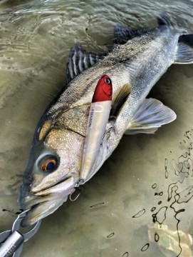 kcwc63kx4tm75gtgdhy9_361_480-12e7d940.jpg