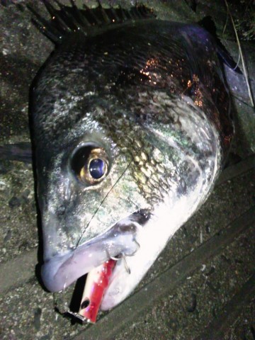 kcwwsrkeydikjwui4yvy_480_480-cd6b7409.jpg