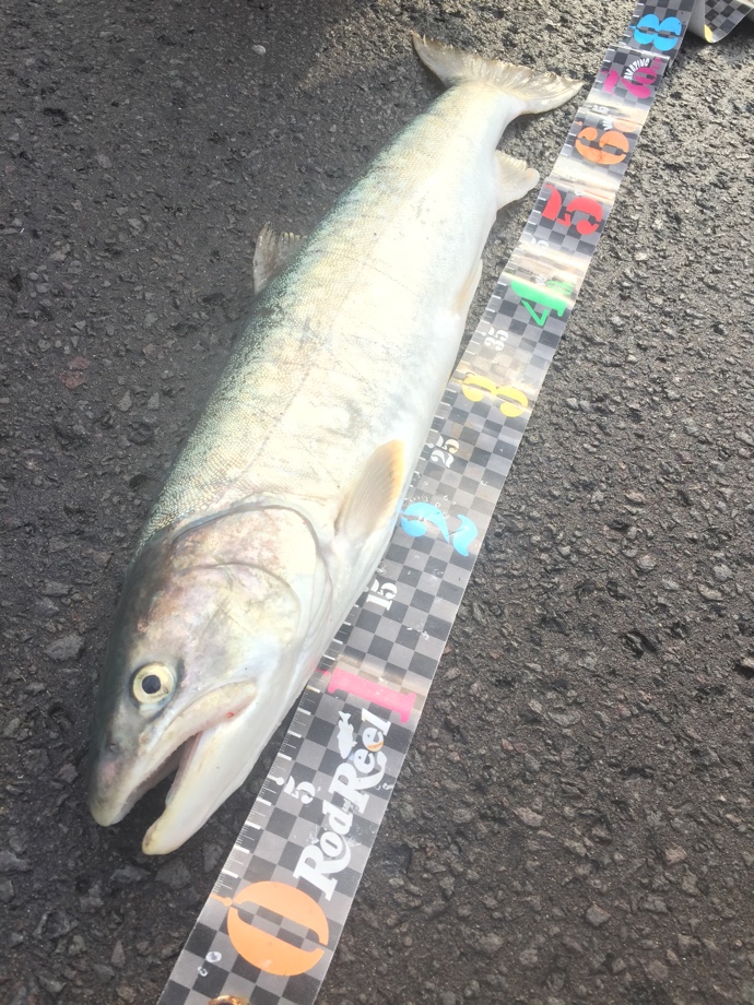 そこにサカナがいるから。。。】 皇帝陛下自ら…